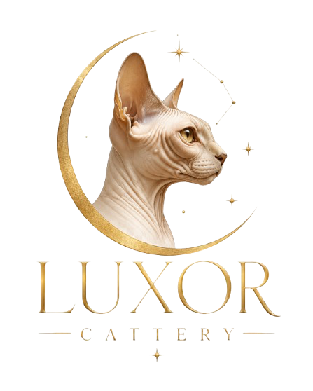 Luxor Premium Sphynx